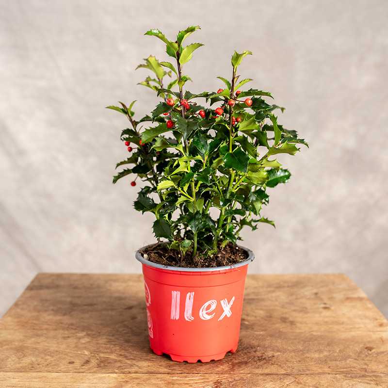 Ostrokrzew 'Meservy'