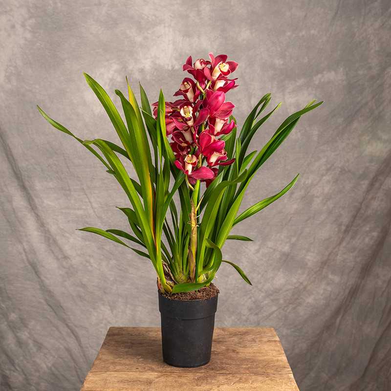 Storczyk Cymbidium | Czerwony