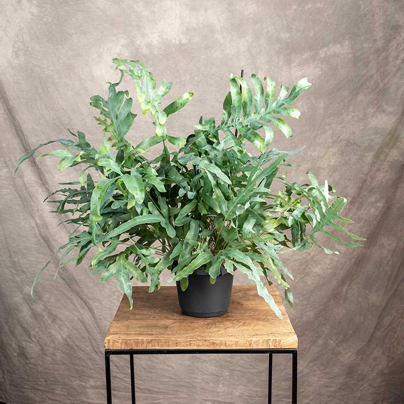 Paproć Flebodium 'Blue...