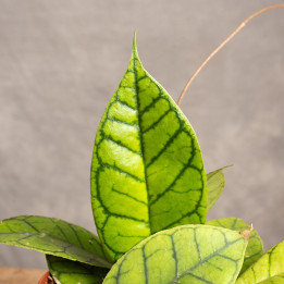 Hoja callistophylla | Tomaszewski