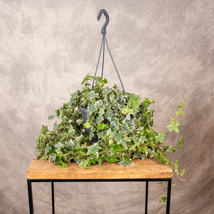 Bluszcz Hedera helix 'Eva' | Tomaszewski