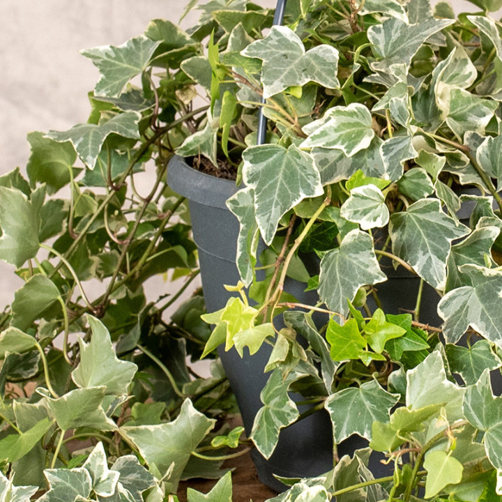 Bluszcz Hedera helix 'Eva' | Tomaszewski