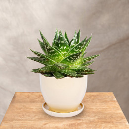 Gasteria 'Mufasa'