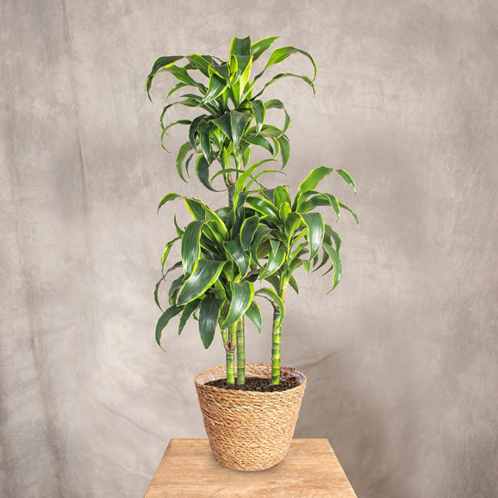 Dracena fragrans 'Dorado' 3 Pędy | Tomaszewski
