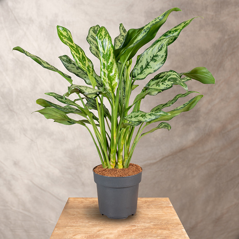 Aglaonema 'Maria'