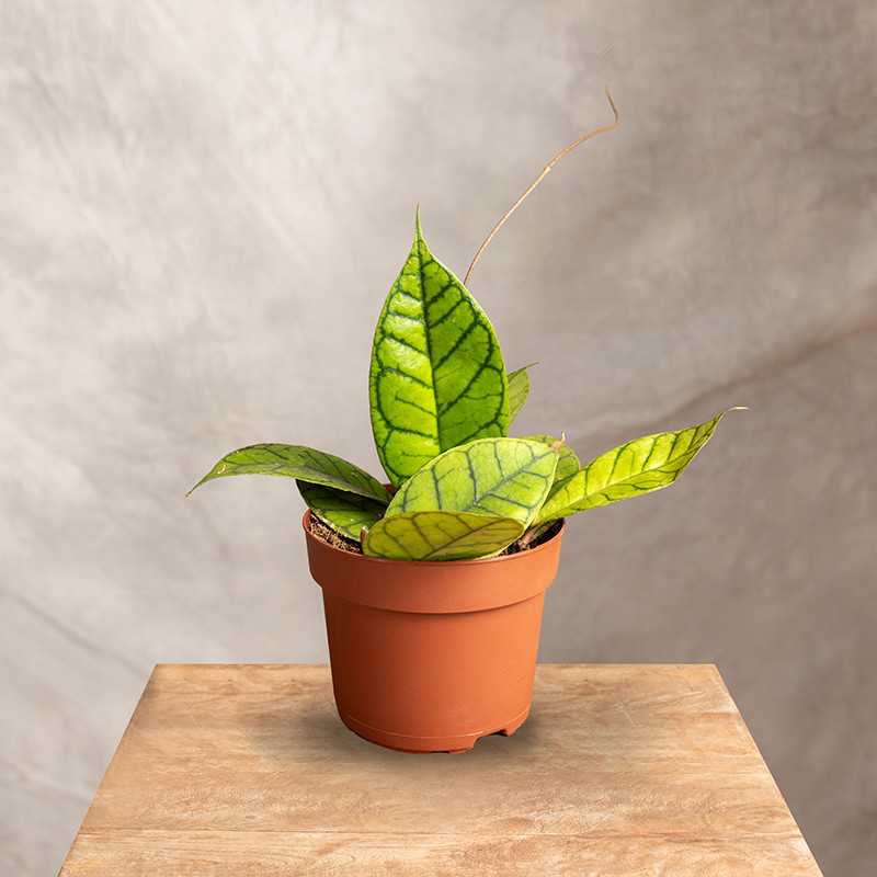 Hoja callistophylla