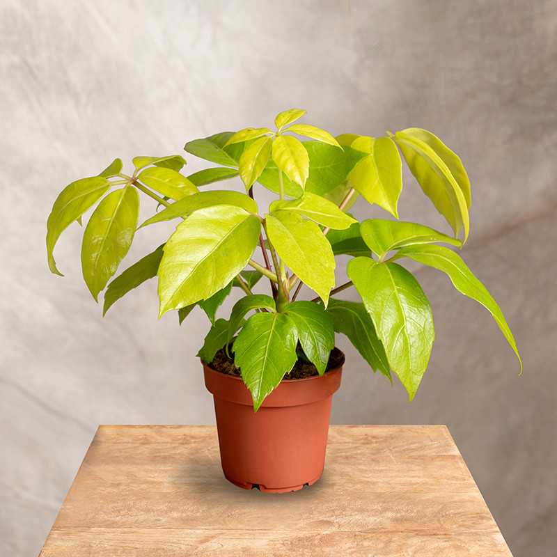 Szeflera 'Golden Amate' | Mała