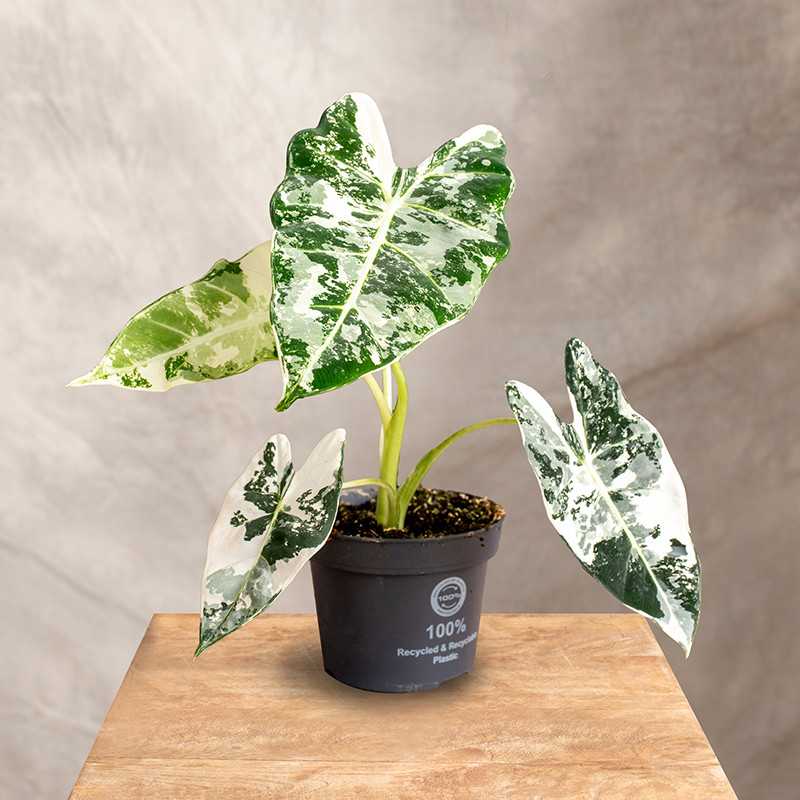 Alokazja 'Frydek' Variegata