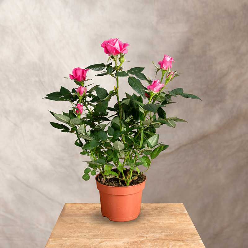 Róża doniczkowa | Różowa