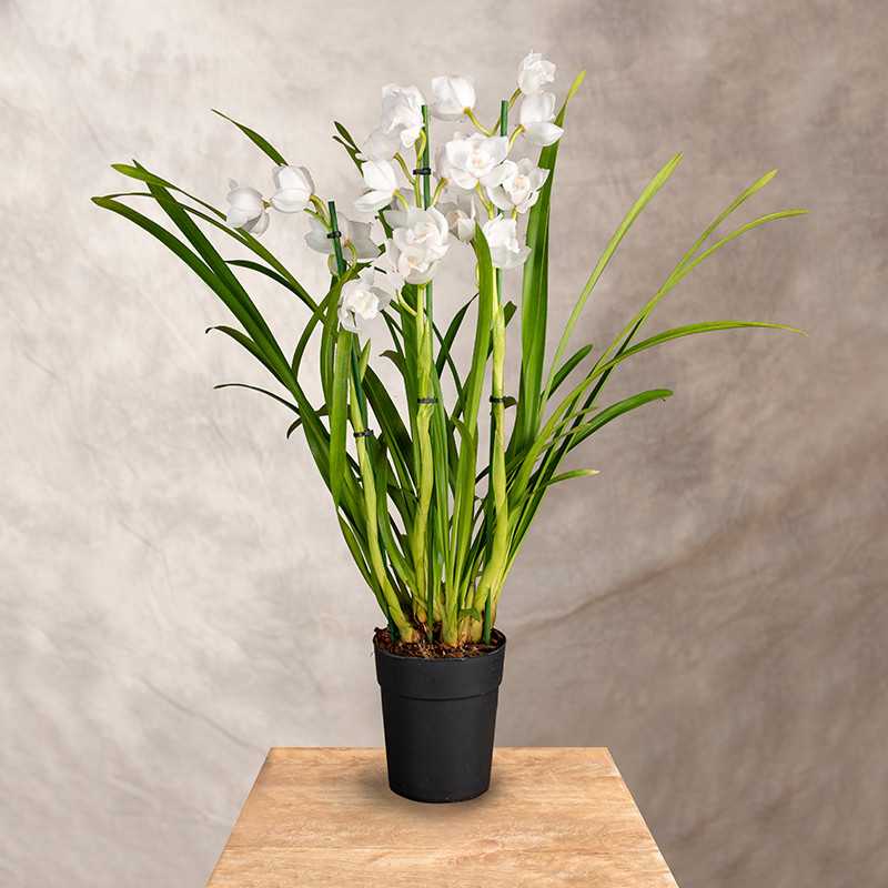 Storczyk Cymbidium | Biały