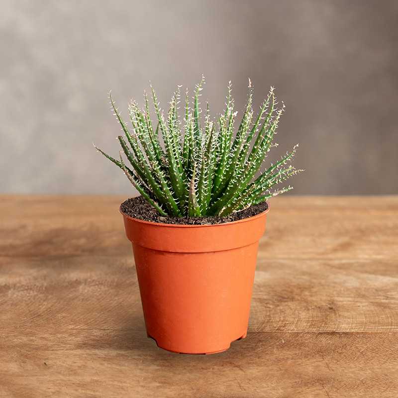 Haworsja 'Snow White' | Mini