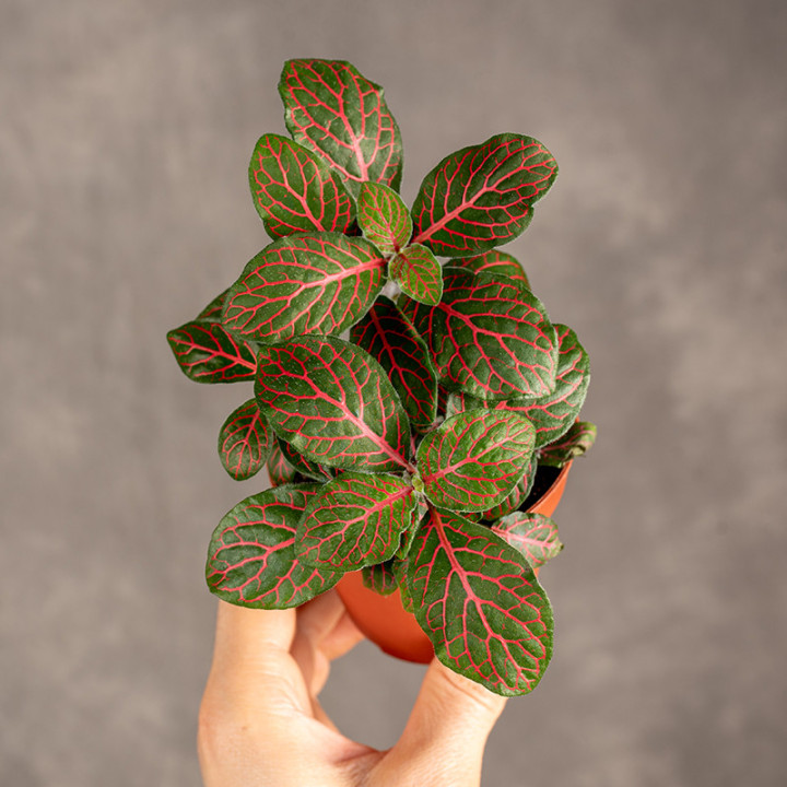 Fitonia 'Joly Josan'
