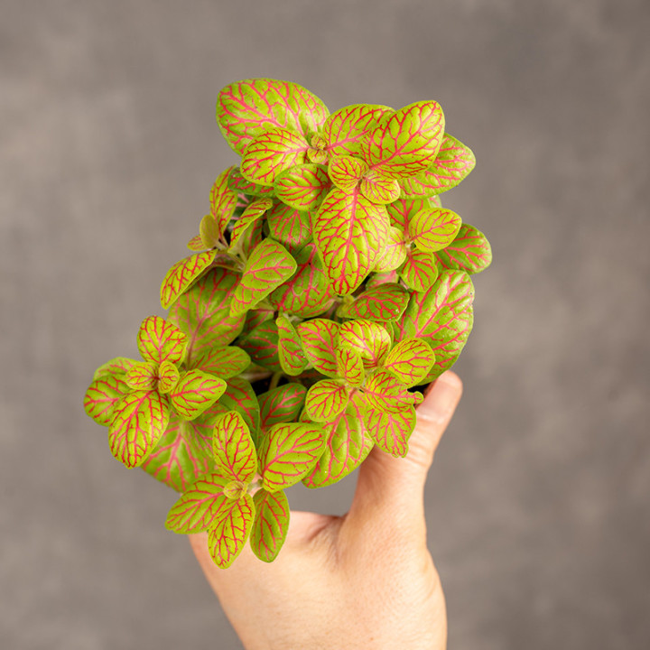 Fitonia 'Mosaic Skeleton'