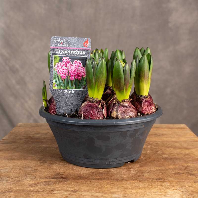 Hiacynt różowy | W misie