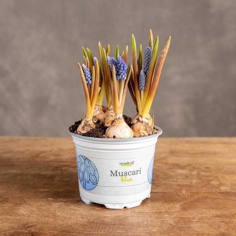 Szafirek 'Big Smile' | Mały