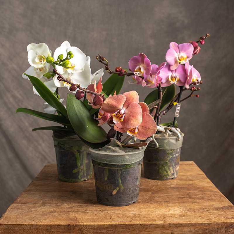 Storczyk niski MIX Kolorów