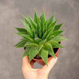 Aloes ościsty 'Gladiator Rock' | Tomaszewski