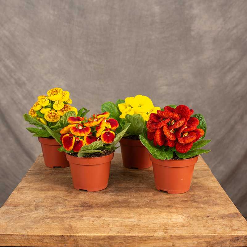 Pantofelnik | MIX kolorów