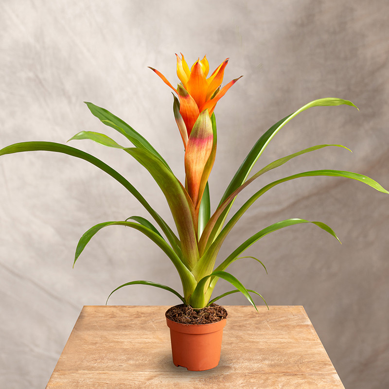 Guzmania 'Variada' | Mała