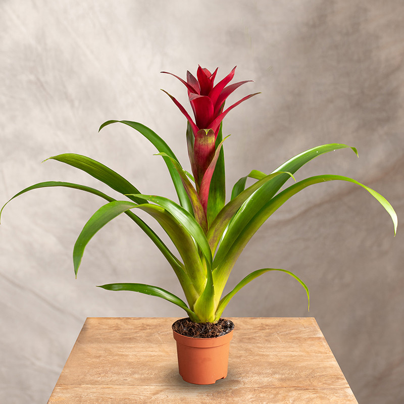 Guzmania 'Switch' | Mała