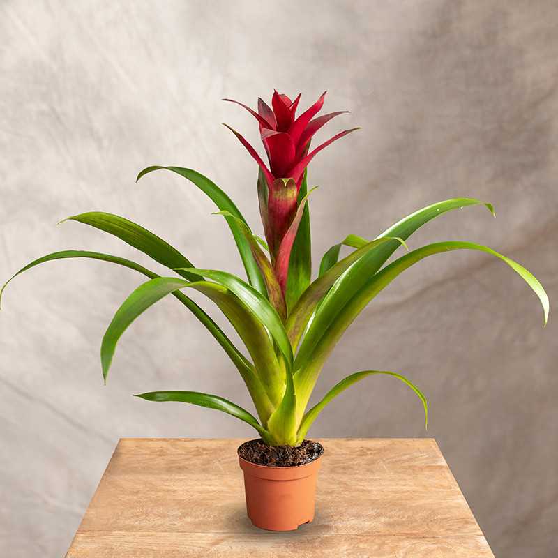 Guzmania 'Switch' | Mała