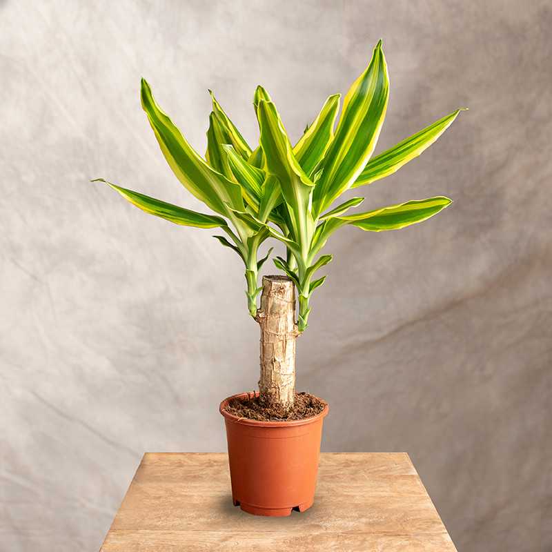 Dracena 'Golden Queen' | Mała