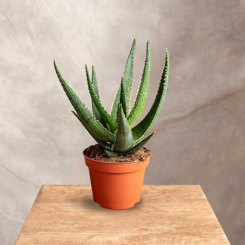 Aloes 'Safari Riana' | Mały