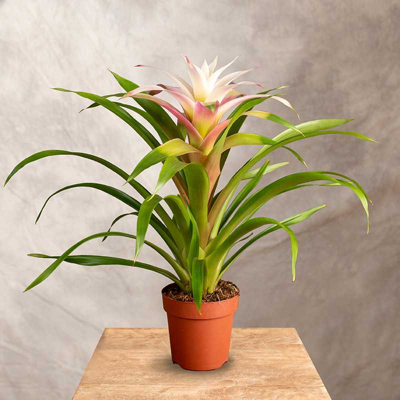 Guzmania 'Magical White'