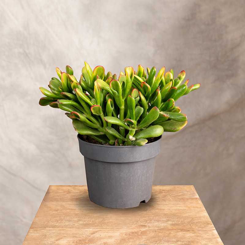 Grubosz 'Red Horn Tree'