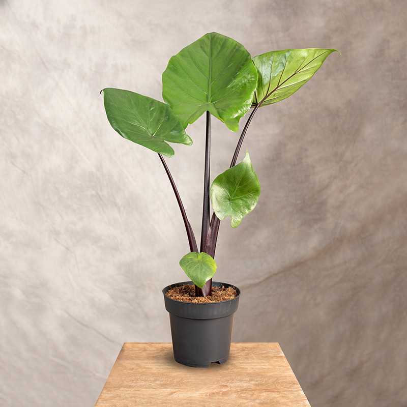 Alokazja 'Black Cobra'