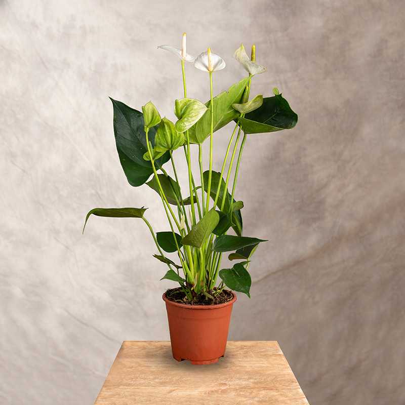 Anturium 'Arisa White'