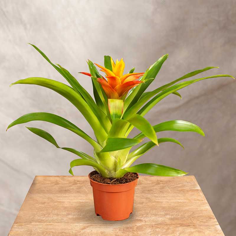 Guzmania 'Flava' | Mała