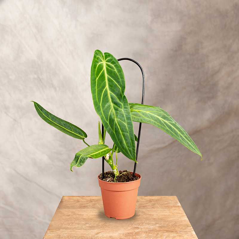 Anthurium warocqueanum