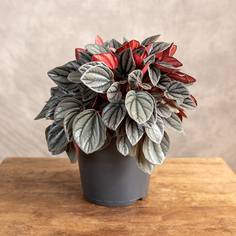 Peperomia 'Sunrise'