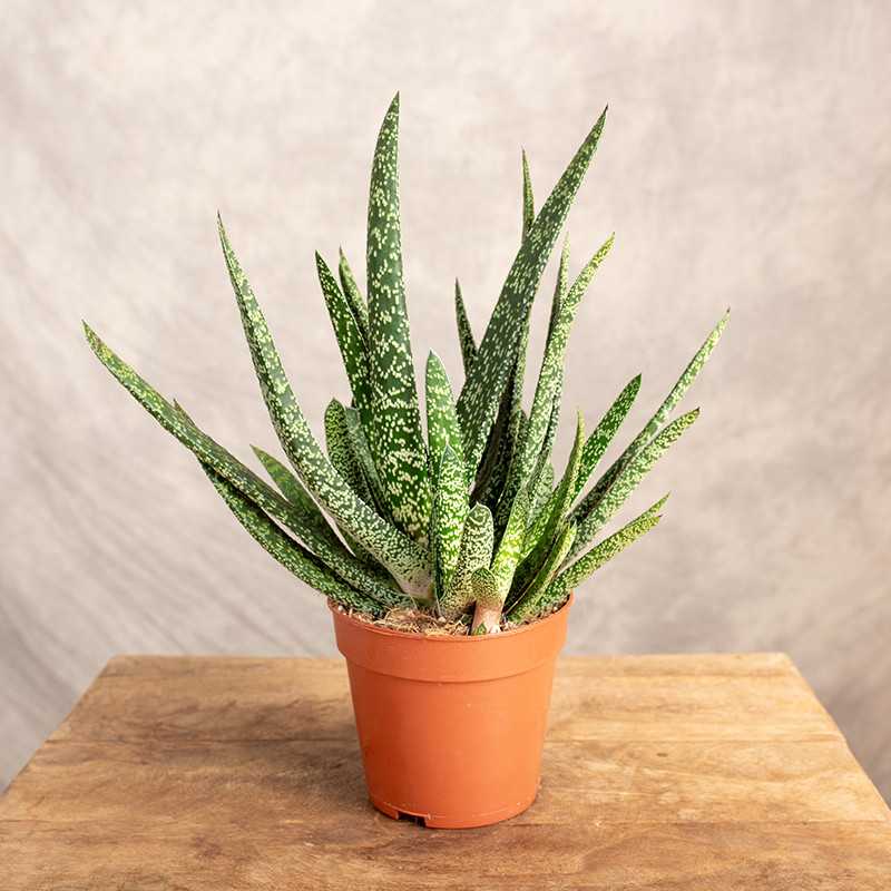 Gasteria verucosa