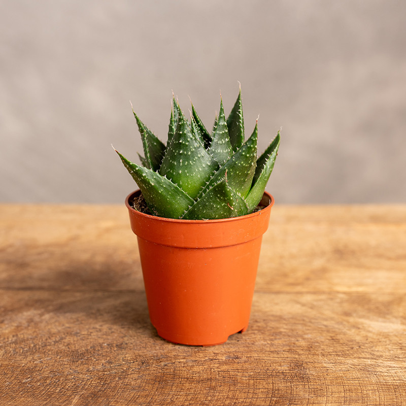 Aloes 'Cosmo' | Mini