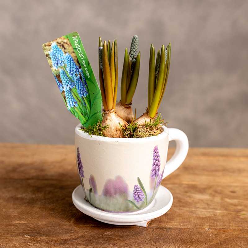 Szafirek w ozdobnej osłonce