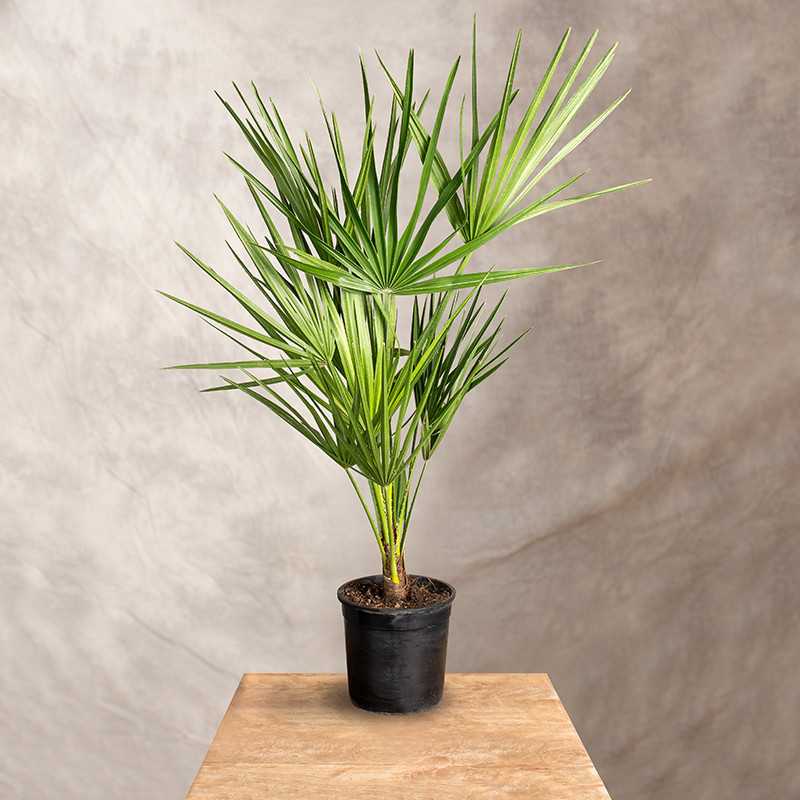 Chamaerops humilis