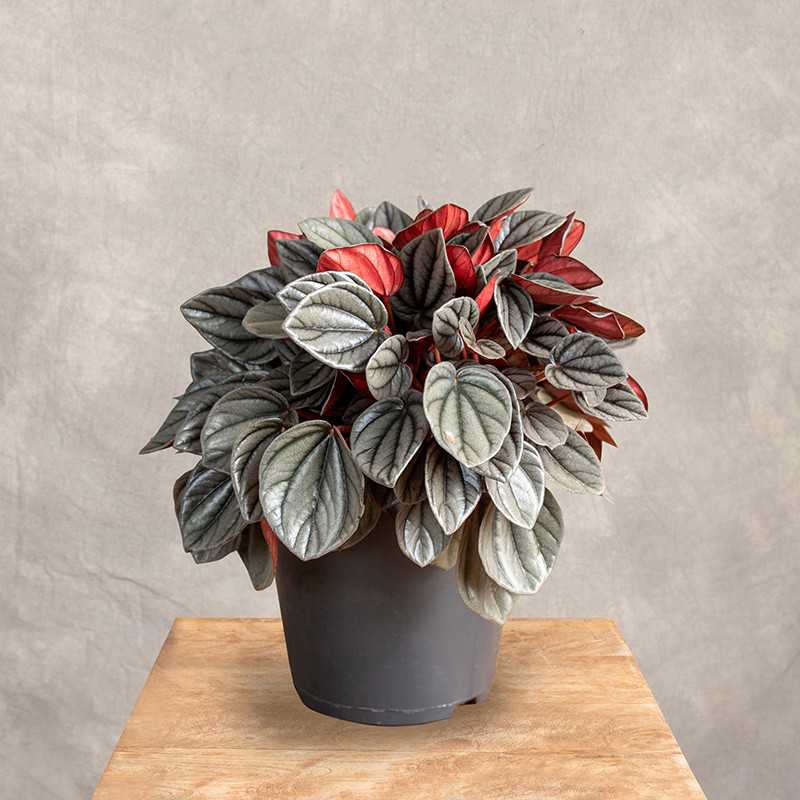 Peperomia 'Sunrise'