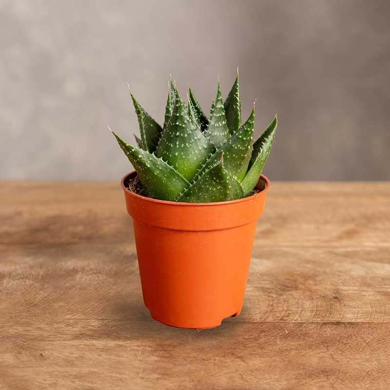 Aloes 'Cosmo' | Mini