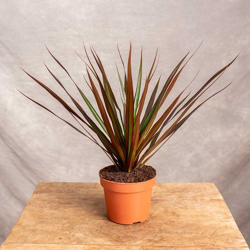 Dracena 'Magenta'