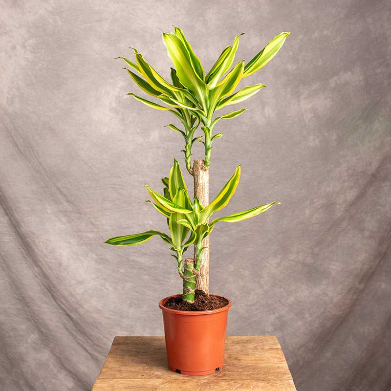 Dracena 'Golden King' | 2 Pędy