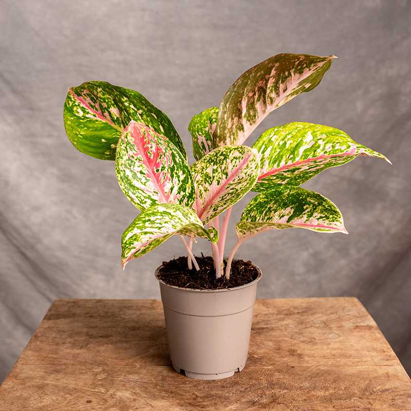 Aglaonema 'Dark Pink Star'