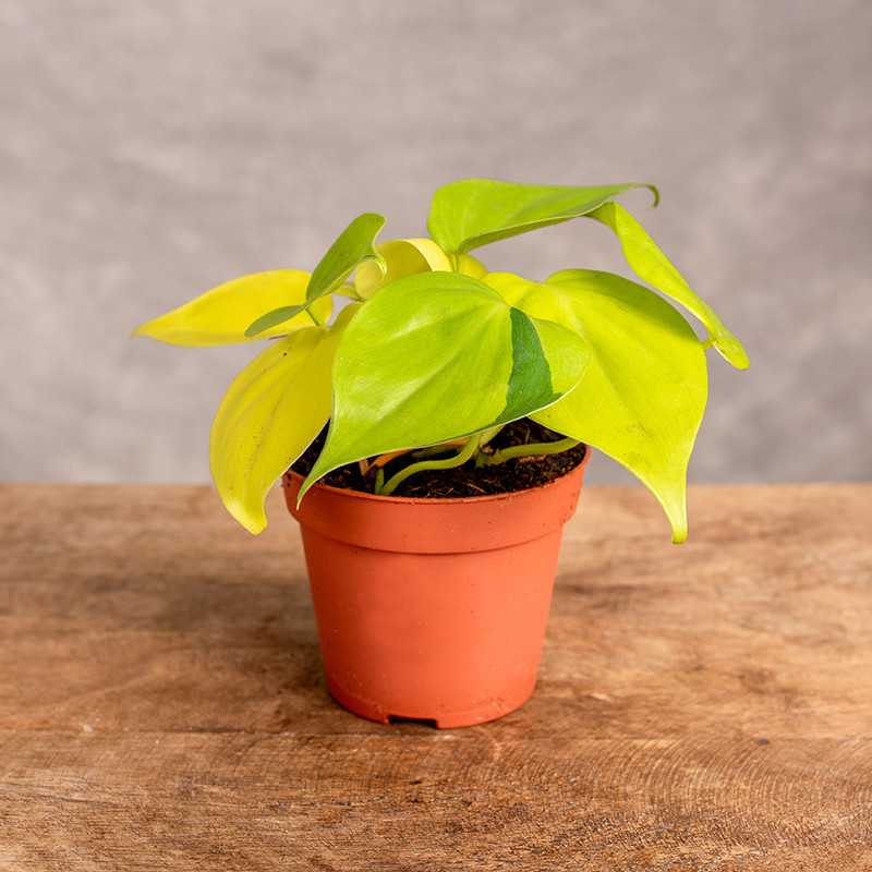 Filodendron 'Lemon Lime' |...