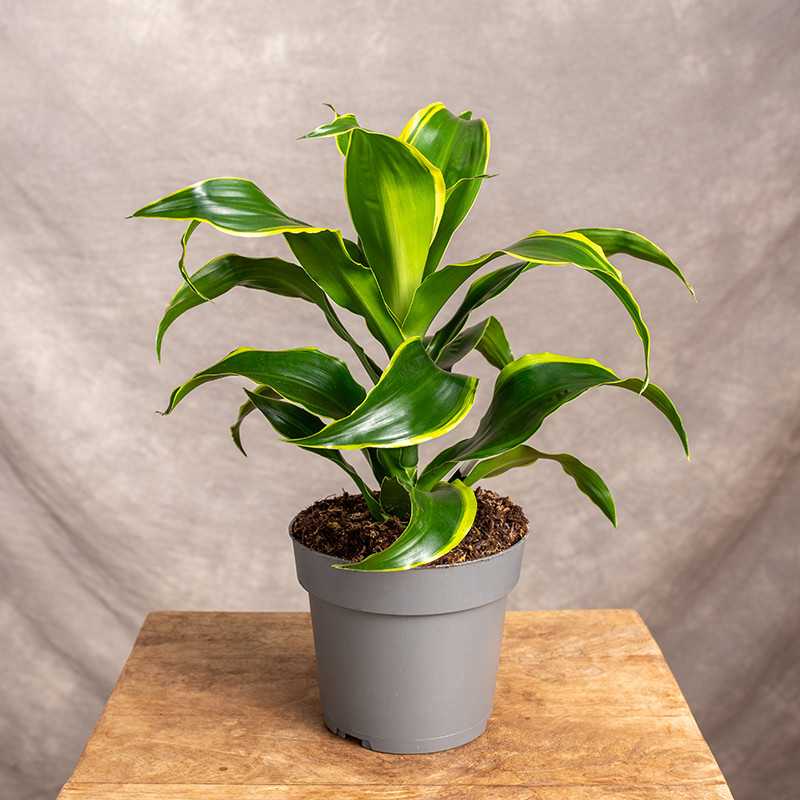 Dracena fragrans 'Dorado'