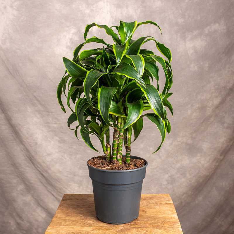 Dracena fragrans 'Dorado' |...