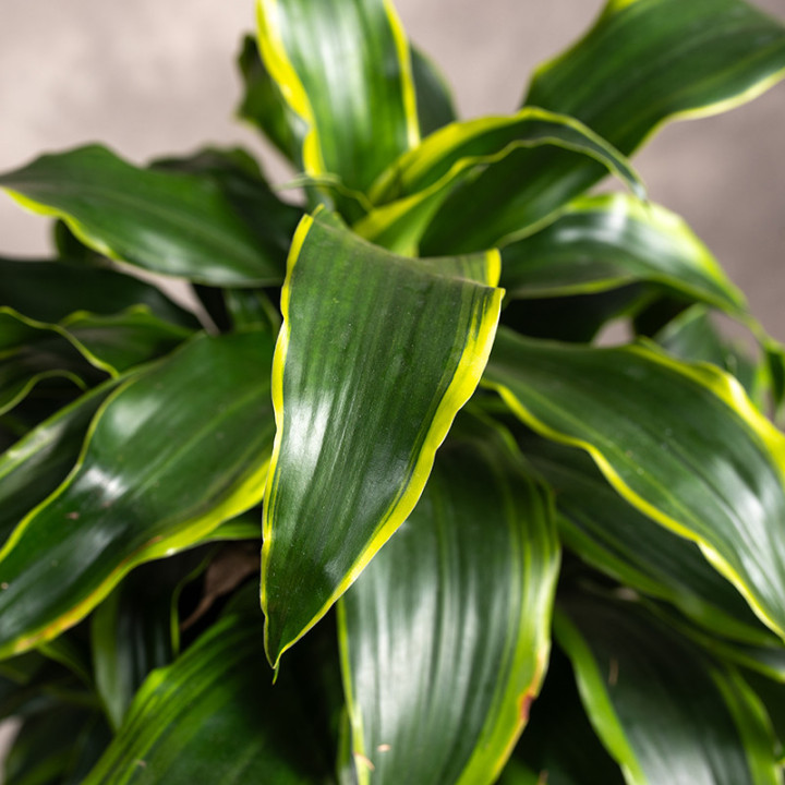 Dracena fragrans 'Dorado' Rozgałęziona | Tomaszewski
