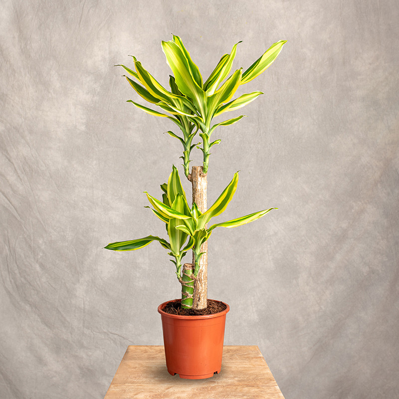 Dracena 'Golden King' | 2 Pędy