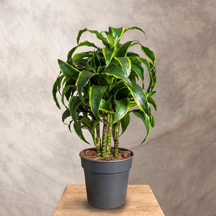 Dracena fragrans 'Dorado' Rozgałęziona | Tomaszewski