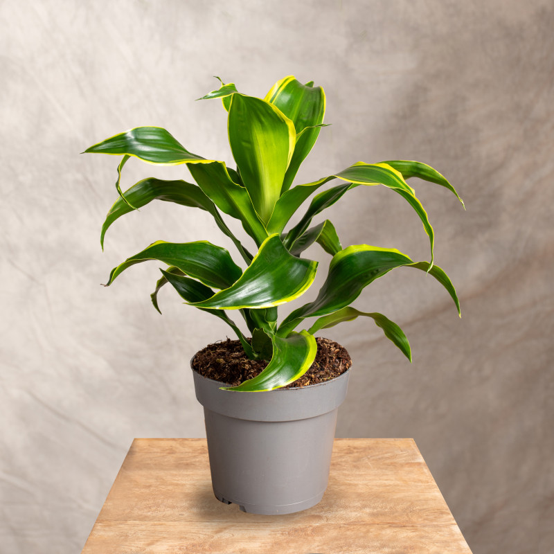 Dracena fragrans 'Dorado'